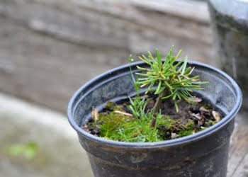  12 Czerwca 2020 Seedling 887713 960 720