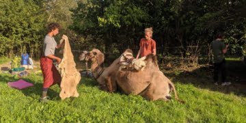 Egzotyczny gość w Lesznie?