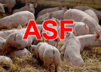 Reakcja władz powiatu leszczyńskiego w związku z wirusem ASF