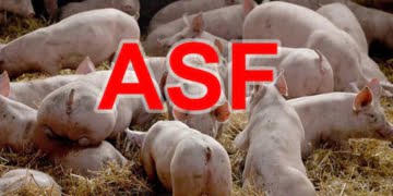 Reakcja władz powiatu leszczyńskiego w związku z wirusem ASF