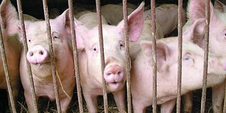 świnie 18 Listopada 2019 świnie