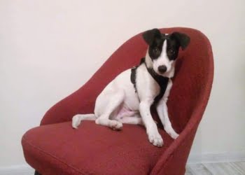 Alexa szuka właściciel! Wy też możecie pomóc!