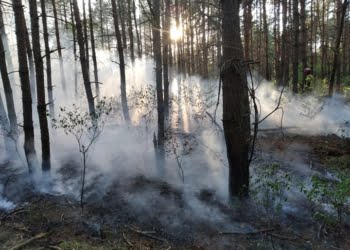 Pożar lasu w Trzebanii!
