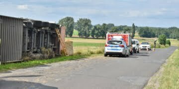  14 Czerwca 2020 Ciezarowka ze swiniami przewrocila sie na pole 20