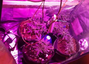 Uprawiał konopie w mieszkaniu. Grozi mu do trzech lat więzienia