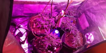 Uprawiał konopie w mieszkaniu. Grozi mu do trzech lat więzienia