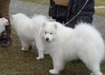 Krajowa Wystawa Psów Rasowych w Rydzynie [ZDJĘCIA]