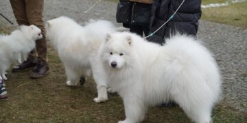 Krajowa Wystawa Psów Rasowych w Rydzynie [ZDJĘCIA]