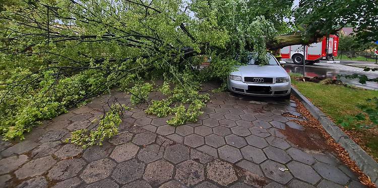 Drzewo 8 Sierpnia 2023 366287581 676769957809077 7398760079633065117 n