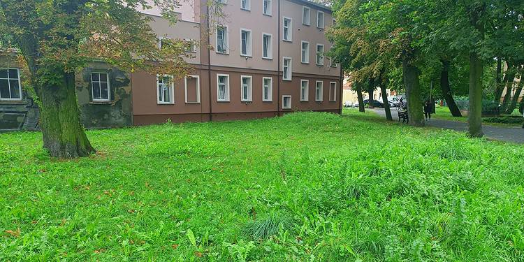 Zieleń 24 Października 2023 Img20230915120427 scaled