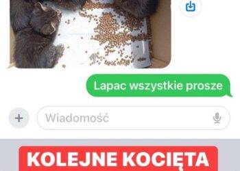 Porzucone koty potrzebują pomocy
