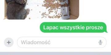 Porzucone koty potrzebują pomocy