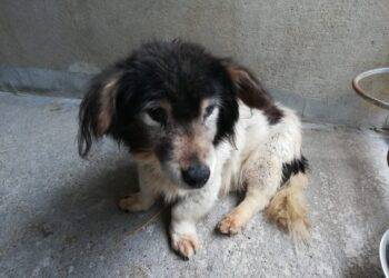 Starszy piesek zagubił się w Dąbczu