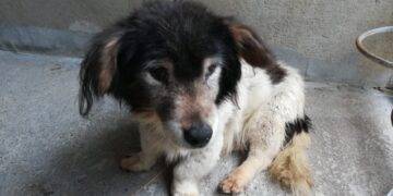 Starszy piesek zagubił się w Dąbczu