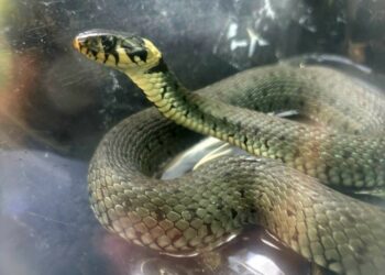 Wąż w centrum Leszna! Interweniował EkoPatrol