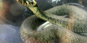 Wąż w centrum Leszna! Interweniował EkoPatrol