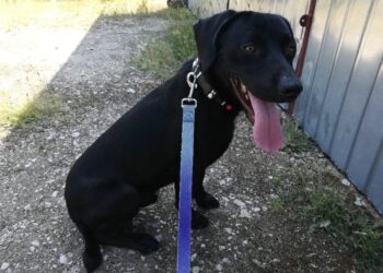 Nowy psiak w schronisku w Henrykowie