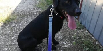 Nowy psiak w schronisku w Henrykowie