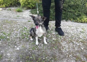 Nowy pies w schronisku w Henrykowie