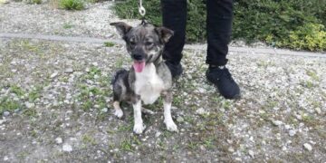 Nowy pies w schronisku w Henrykowie