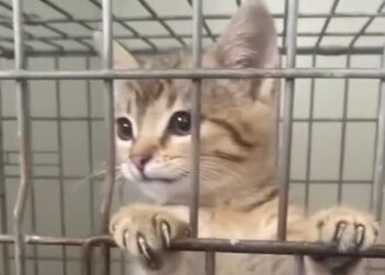 Urocza koteczka Fabia szuka domu