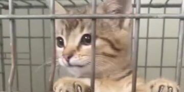 Urocza koteczka Fabia szuka domu