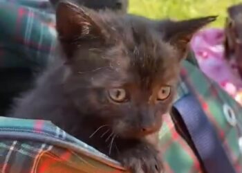 Urocze kociaczki szukają domu