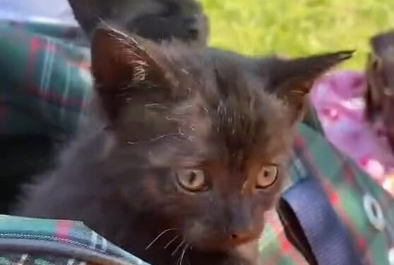 Urocze kociaczki szukają domu