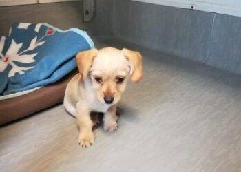 Nowy szczeniak w schronisku poszukuje domu.