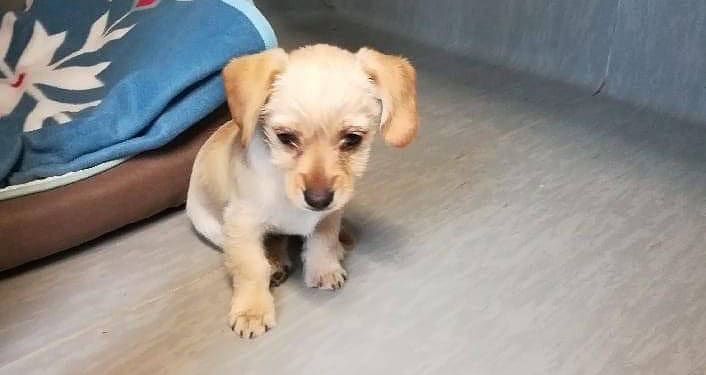 Nowy szczeniak w schronisku poszukuje domu.