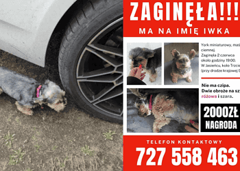 Zaginął York Miniaturowy – Iwka