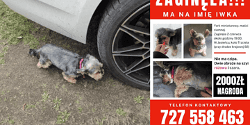 Zaginął York Miniaturowy – Iwka