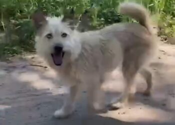 Sunia Chałwa szuka domu