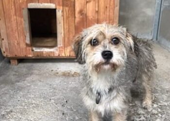 Kolejny psiak w schronisku