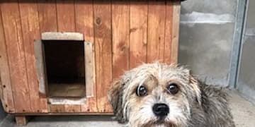 Kolejny psiak w schronisku