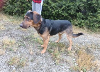 Nowy Psiak w Schronisku