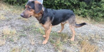 Nowy Psiak w Schronisku