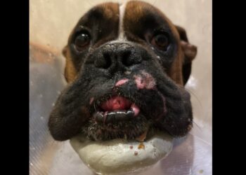 Rokus potrzebuje wsparcia