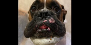 Rokus potrzebuje wsparcia