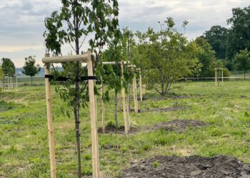 Kolejne nasadzenia kasztanowców w Lesznie (zdjęcia)