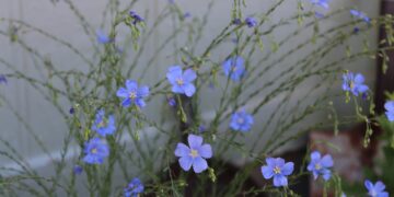 Krwawa Niedziela upamiętniona przez Leszno