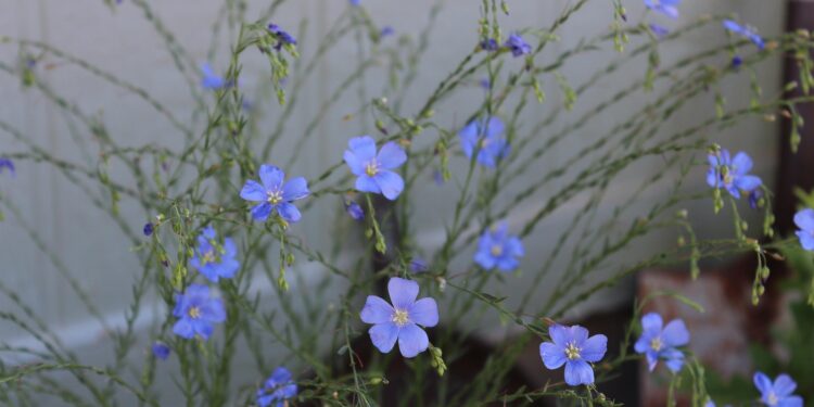 len 11 Lipca 2025 Len