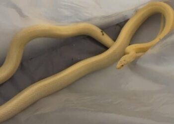 Wąż na posesji w Lesznie. Interweniowała Straż Miejska