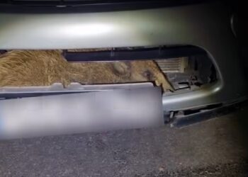 Dzik w komorze silnika. Nietypowa interwencja w Gostyniu