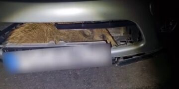 Dzik w komorze silnika. Nietypowa interwencja w Gostyniu