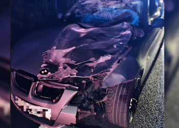 Jeleń wbiegł pod samochód. Kierowca miał ogromne szczęście