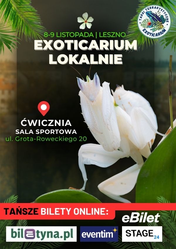  6 Listopada 2025 Leszno 600x850