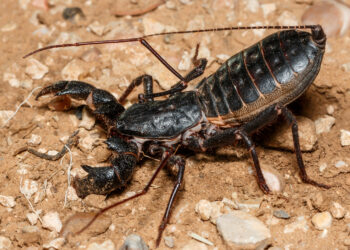 Mastigoproctus giganteus 1 Marca 2021 Mastigoproctus Giganteus