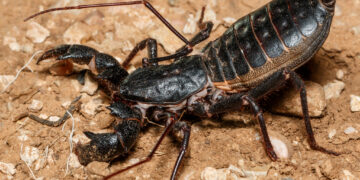  14 Czerwca 2020 Mastigoproctus Giganteus