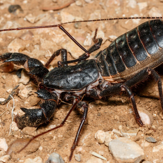  9 Września 2025 Mastigoproctus Giganteus